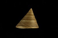 藏品(阿拉夫拉鐘螺)的圖片